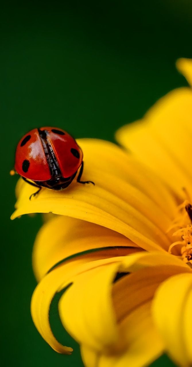 About Wild Animals: A ladybug on a yellow flower. Picture of insects, Flowers photography, Ladybug