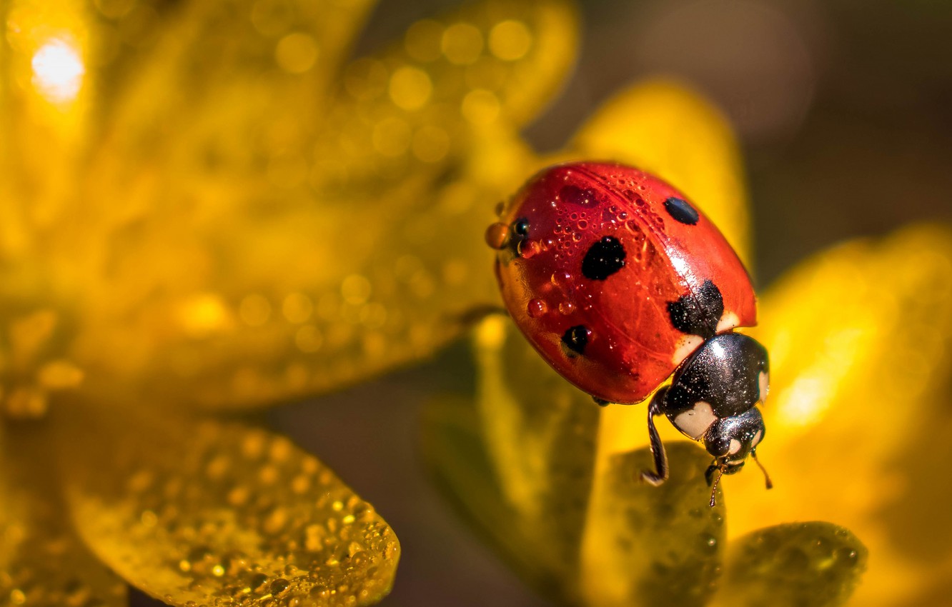 Wallpaper drops, macro, flowers, ladybug, beetle, yellow image for desktop, section макро