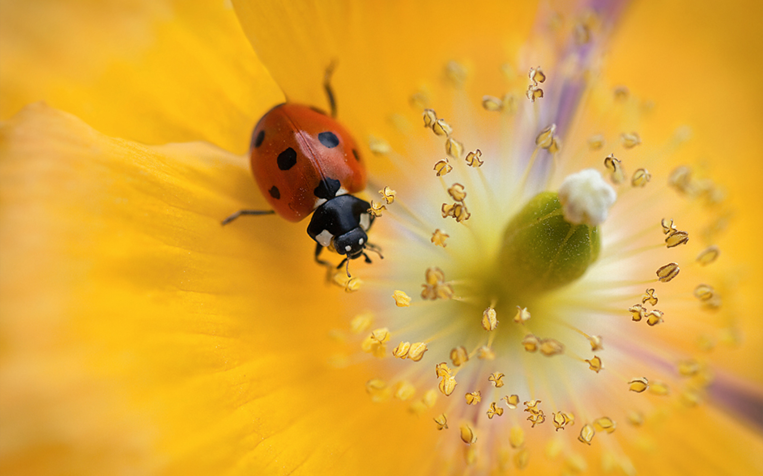 Ladybug yellow flower