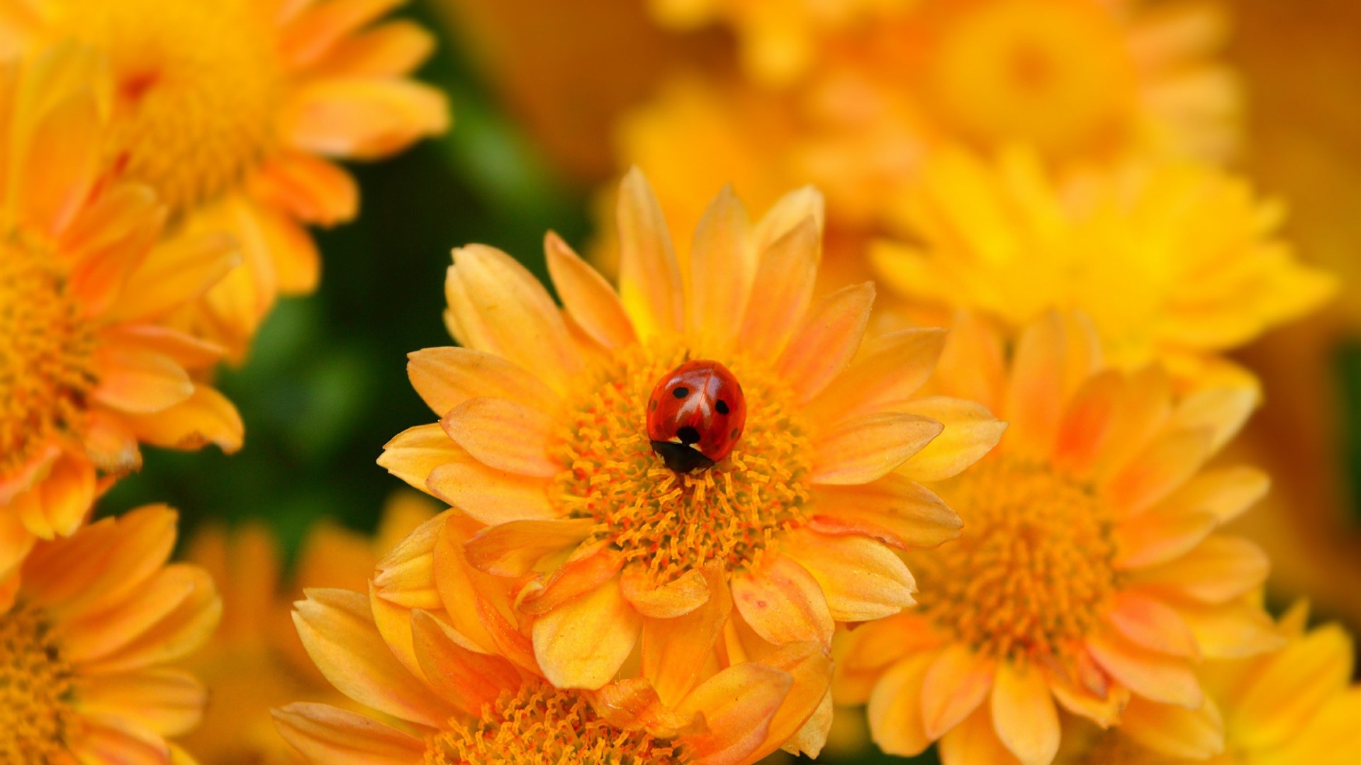 Wallpaper Yellow flowers, ladybug 2880x1800 HD Picture, Image