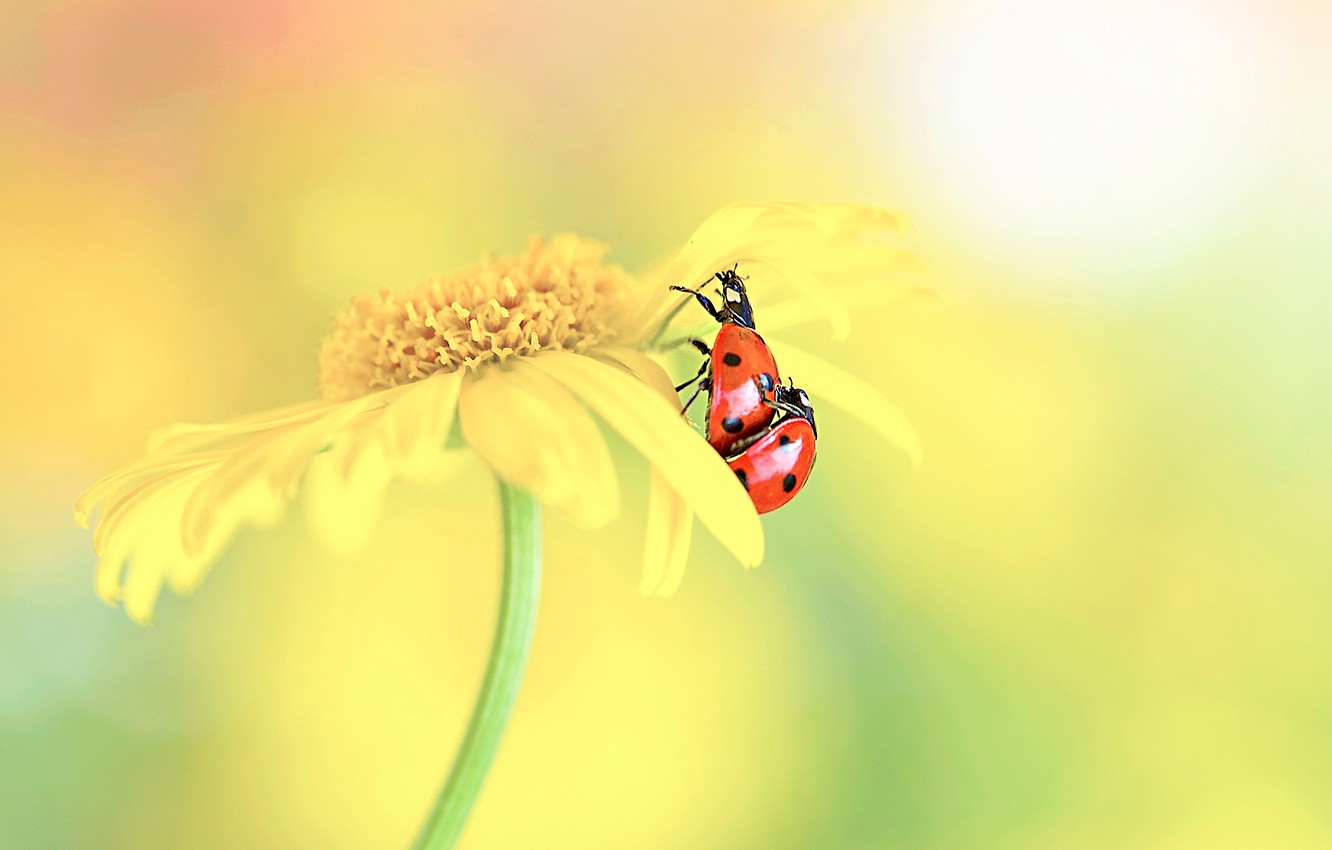 Wallpaper flower, macro, love, yellow, red, background, ladybug, beetle, blur, petals, bugs, insect, a couple, Duo, two, ladybugs image for desktop, section макро