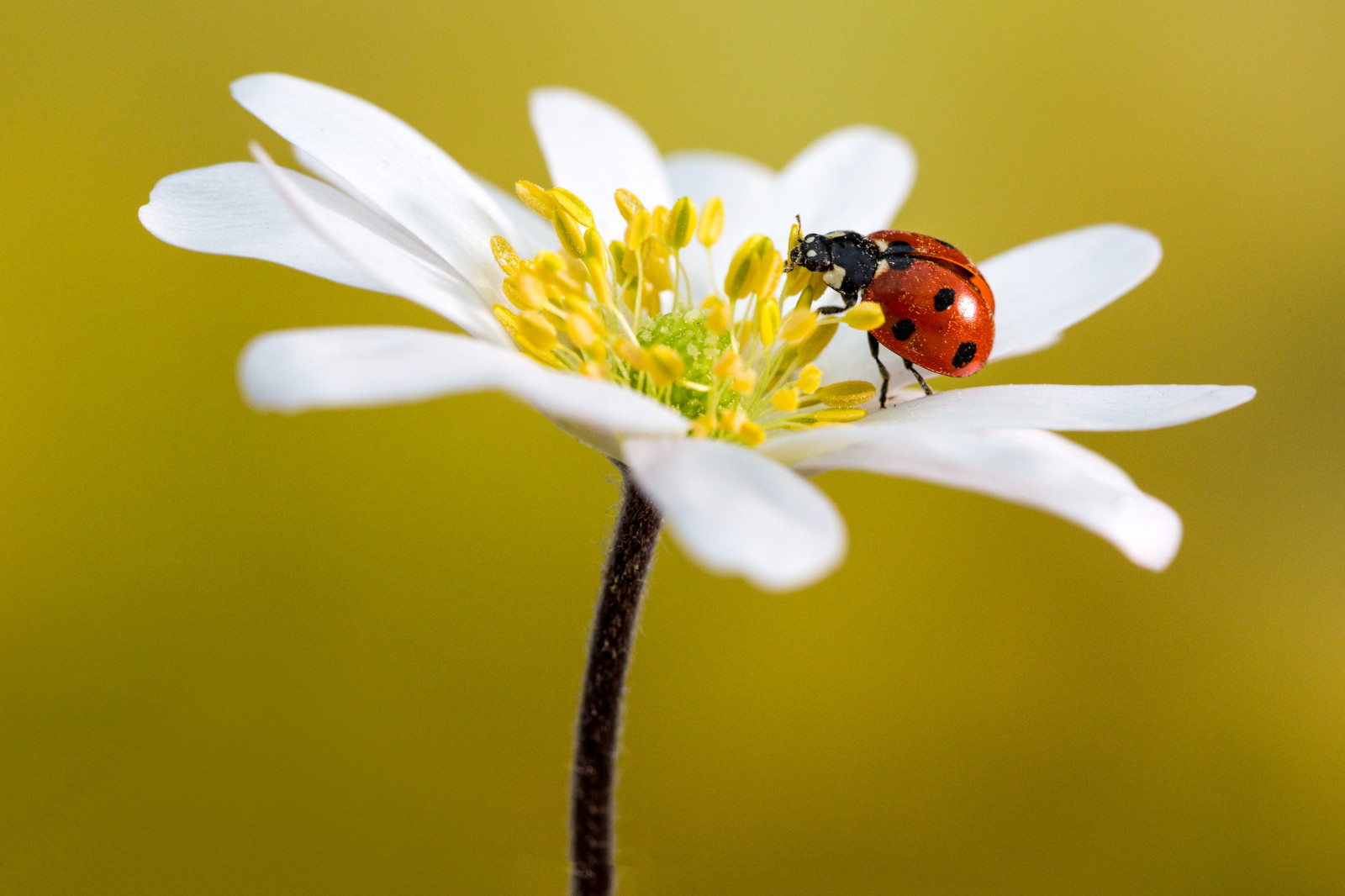 Wallpaper, ladybird, ladybug, flower, Anemone, petals, yellow, insect 5309x3539