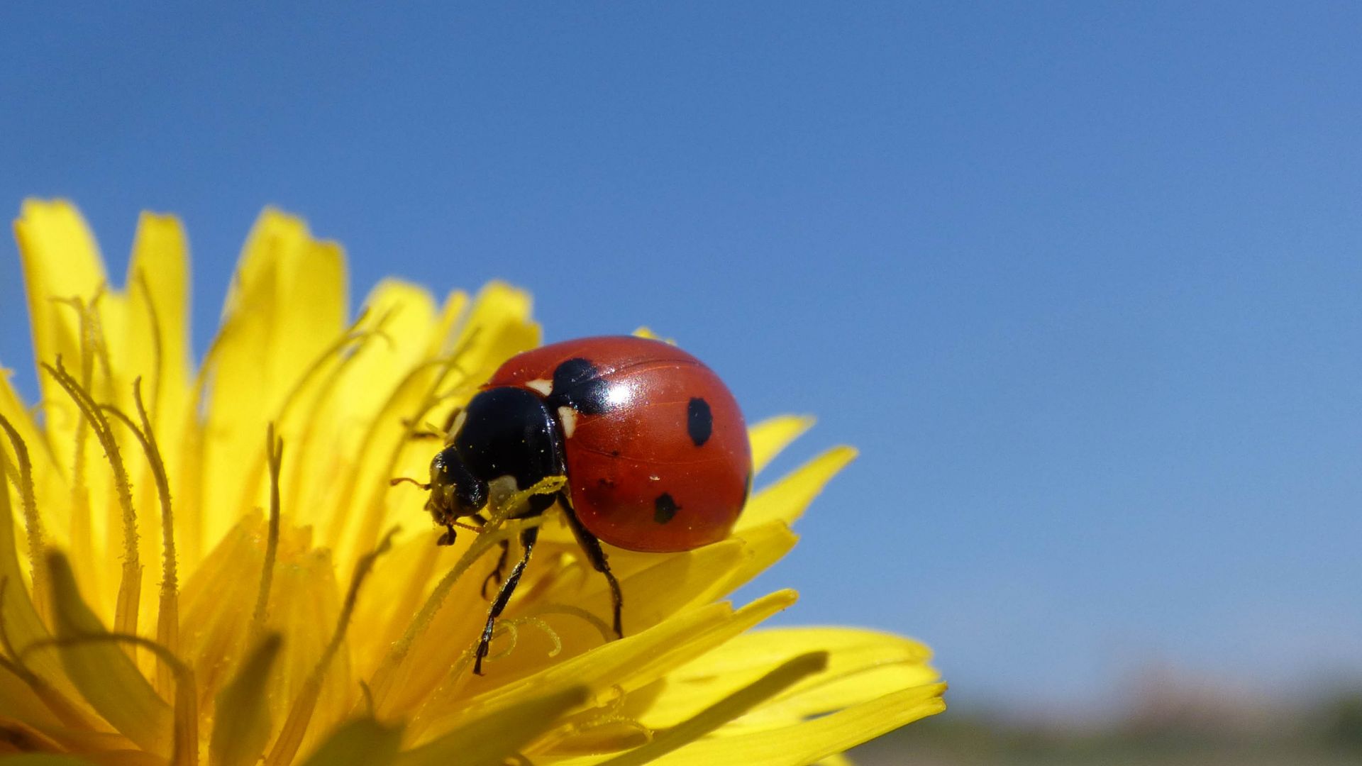 Desktop Wallpaper Ladybug, Insects, Yellow Flower, Close Up, HD Image, Picture, Background, 7hd6ac