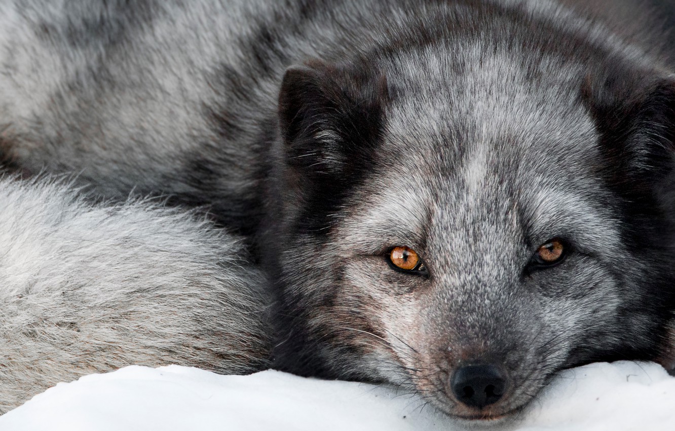 Wallpaper look, face, Fox, Silver Fox, Fox image for desktop, section животные