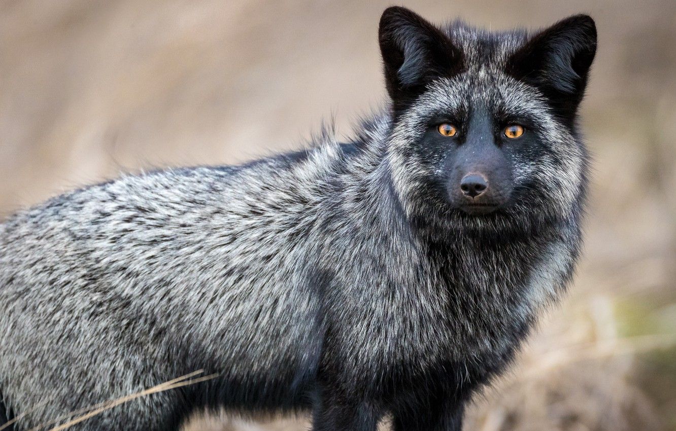Silver Fox And Fox Wallpapers Wallpaper Cave Silver Fox And Fox Wallpapers Wallpaper Cave