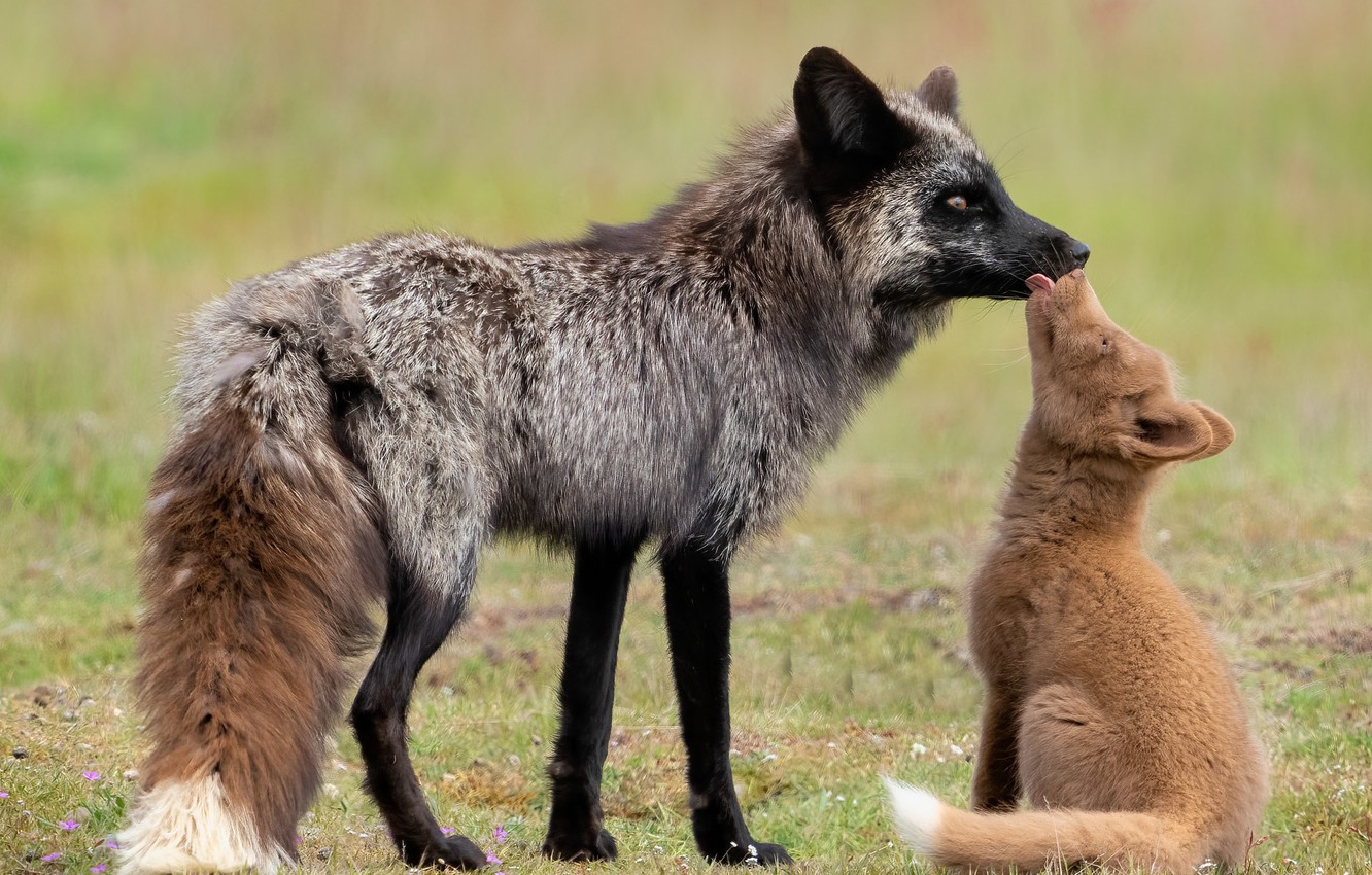 Wallpaper language, pose, glade, Fox, Fox, weasel, a couple, cub, mom, Fox, Fox, two foxes, silver Fox image for desktop, section животные