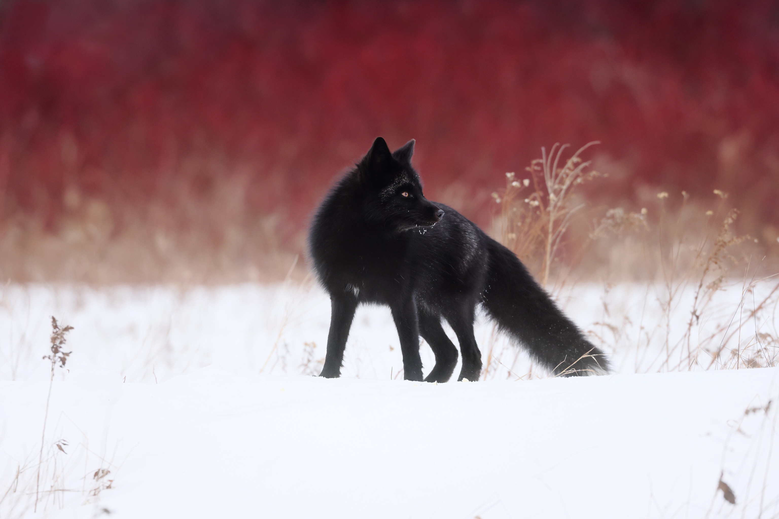 Silver Fox (Animal) HD Wallpaper and Background