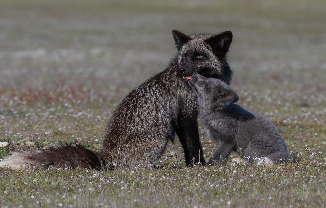 Wallpaper flowers, Fox, cub, Fox, Silver Fox image for desktop, section животные