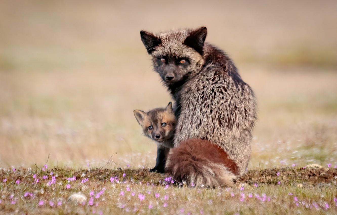 Wallpaper look, flowers, Fox, cub, bokeh, Fox, Silver Fox image for desktop, section животные