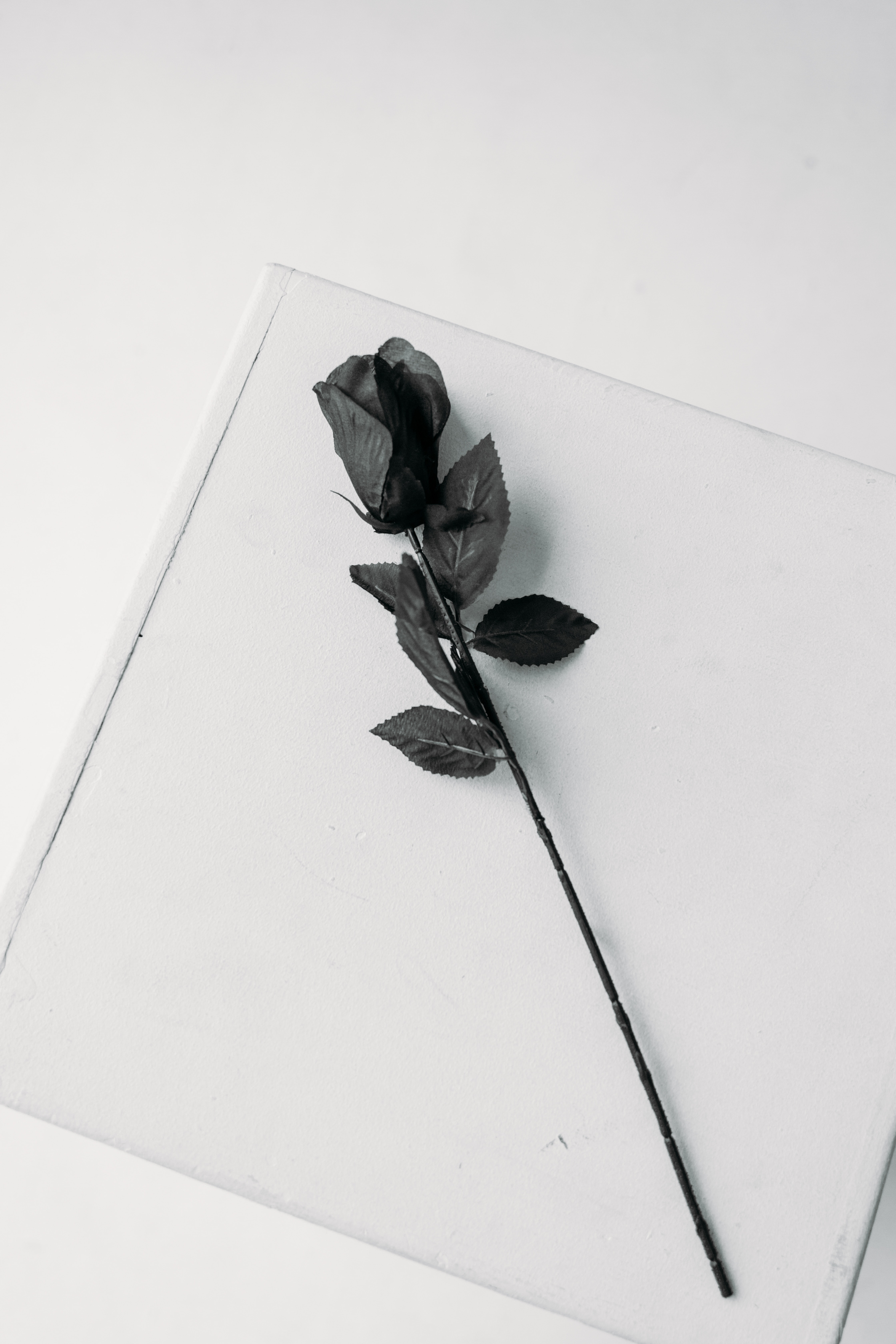 Black Rose Photo, Download The BEST Free Black Rose & HD Image
