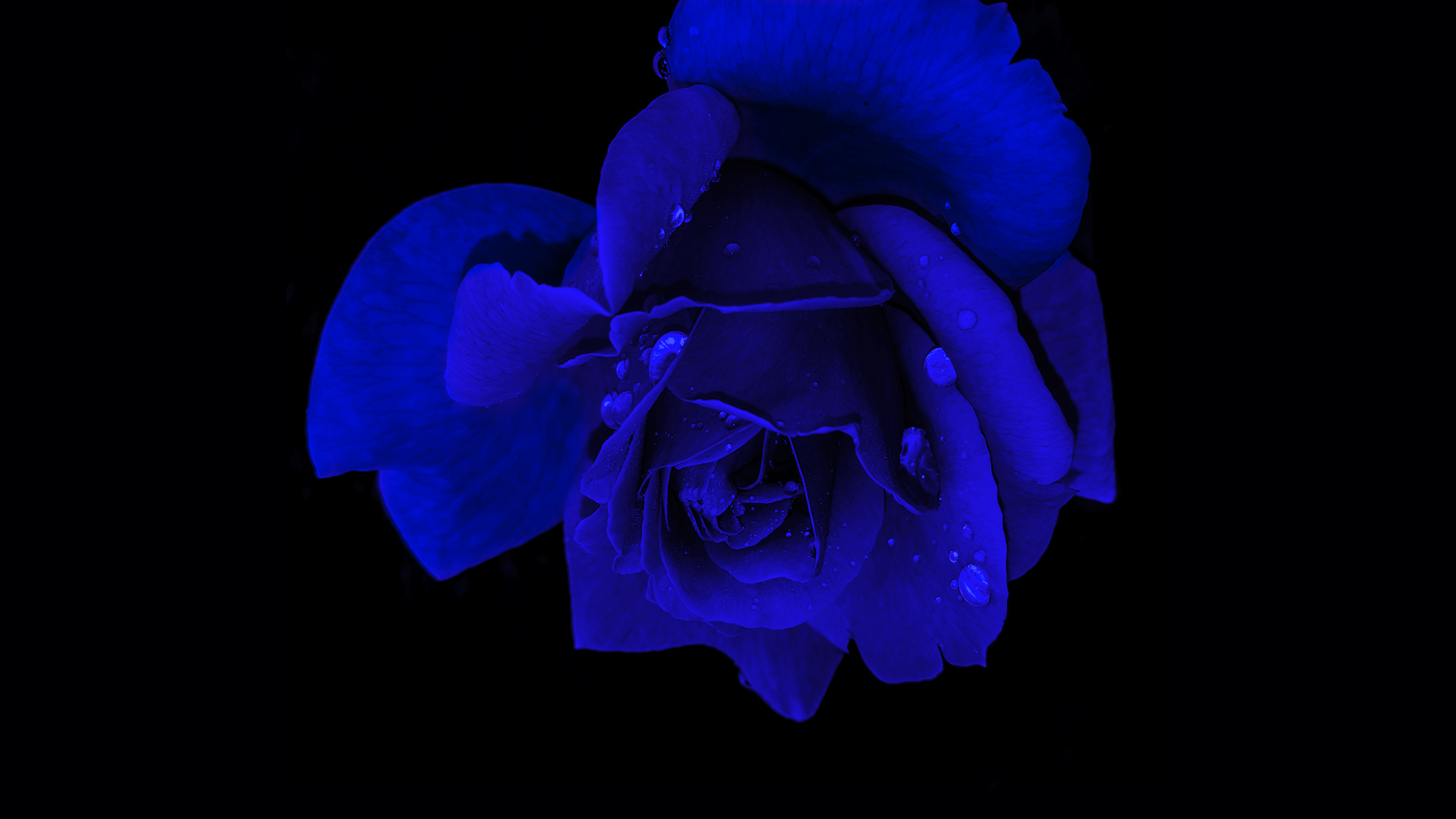 Blue rose Wallpaper 4K, Rose flower