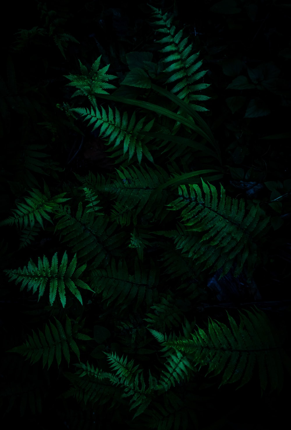 Dark Forest Picture [HD]. Download Free Image