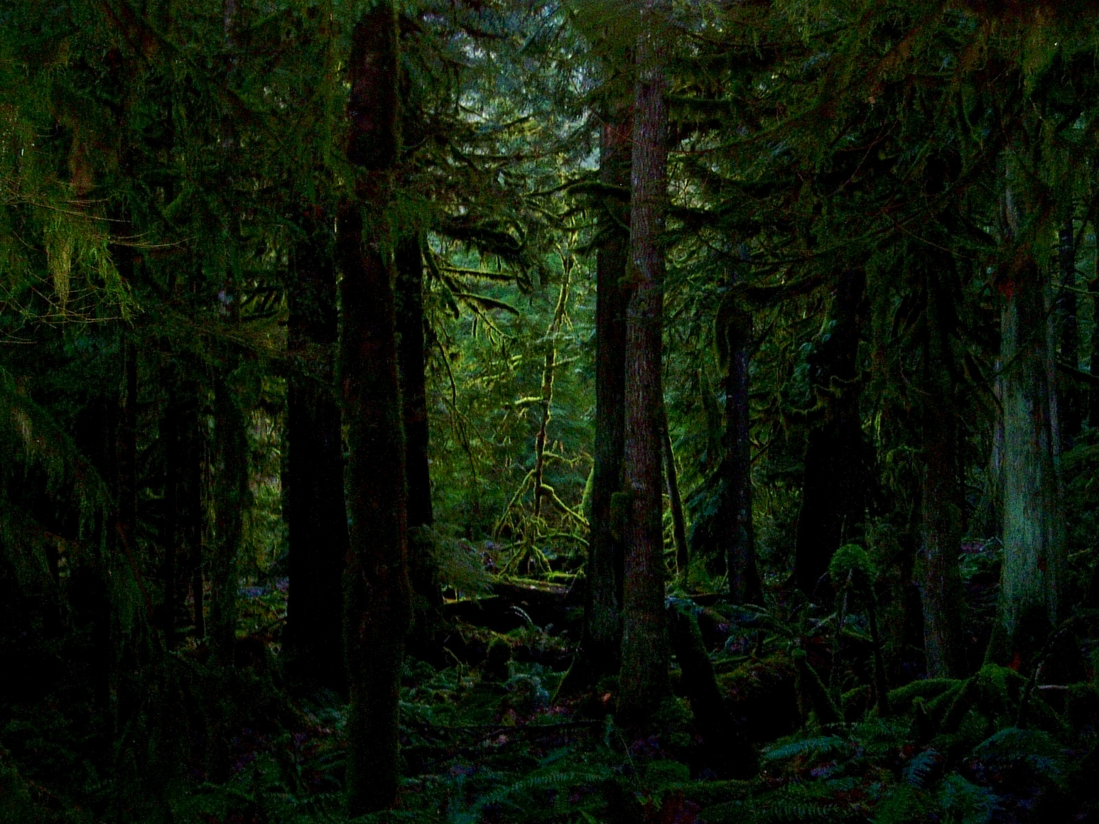 Dark forest desktop PC and Mac wallpaper