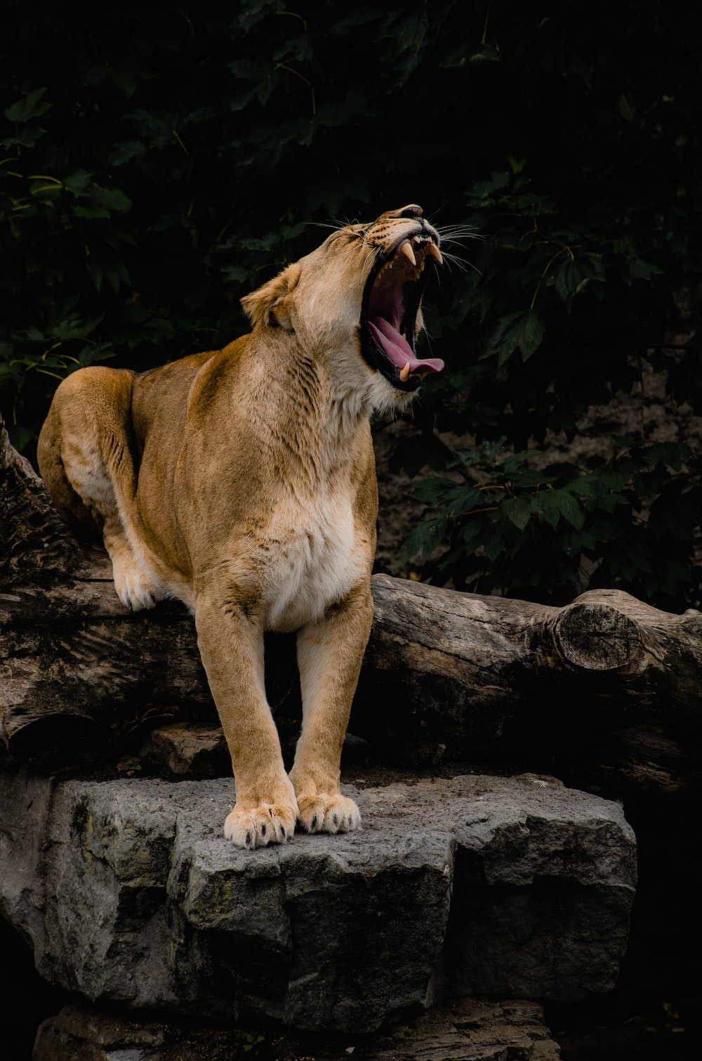 Female Lion Picture. Download Free Image