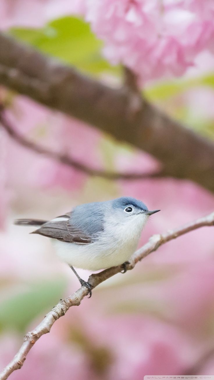 Free Blue Gray Gnatcatcher Bird, Spring Phone Wallpaper By Marygray. Animals, Animal Wallpaper, Cute Birds