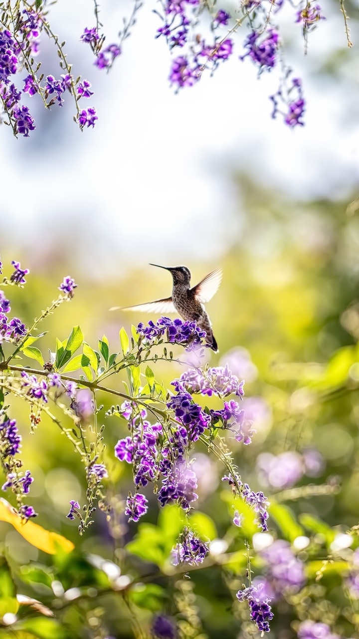 Wallpaper / Animal Hummingbird Phone Wallpaper, Purple Flower, Flower, Spring, Bird, 720x1280 free download