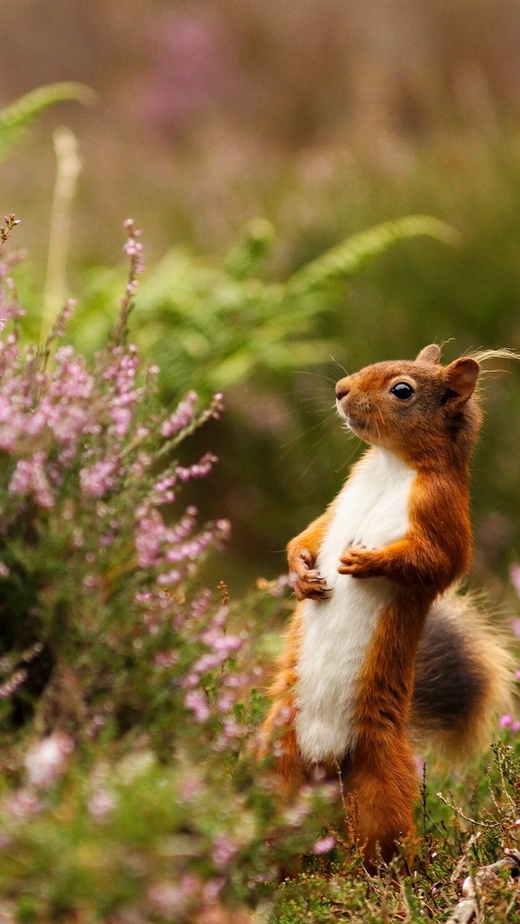 Wallpaper Squirrel standing, pink flower, spring 2560x1600 HD Picture, Image