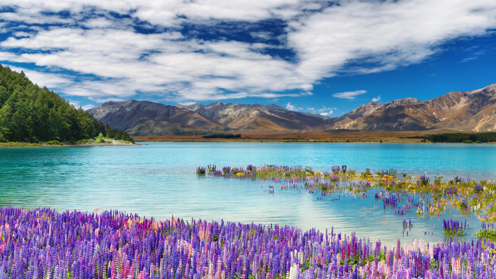 Spring Flowers lake mountains sky white clouds Beautiful