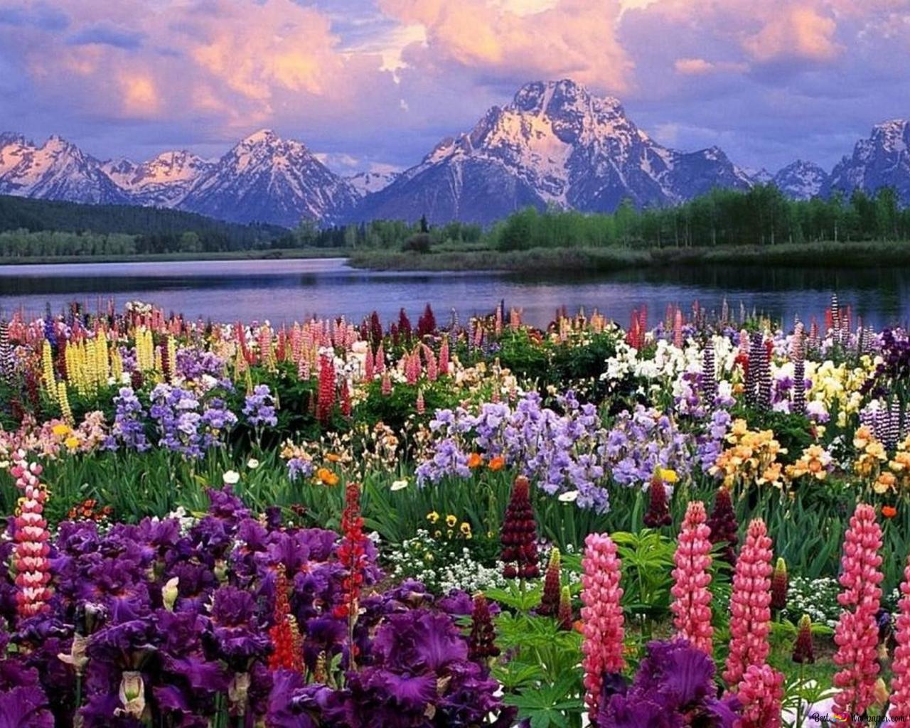 Awakening of flowers, water and snowy cliffs in nature in spring HD wallpaper download