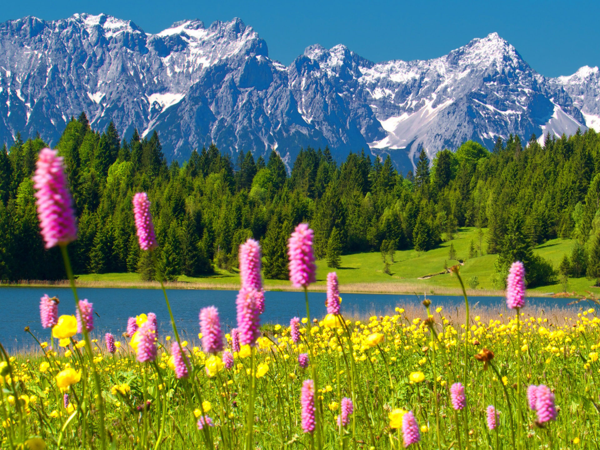 Alps Snowy Mountain Peaks Blue Sky Green Forest With Trees And Pine Lake Yellow And Pink Spring Flowers Mountain HD Wallpaper For Desktop, Wallpaper13.com