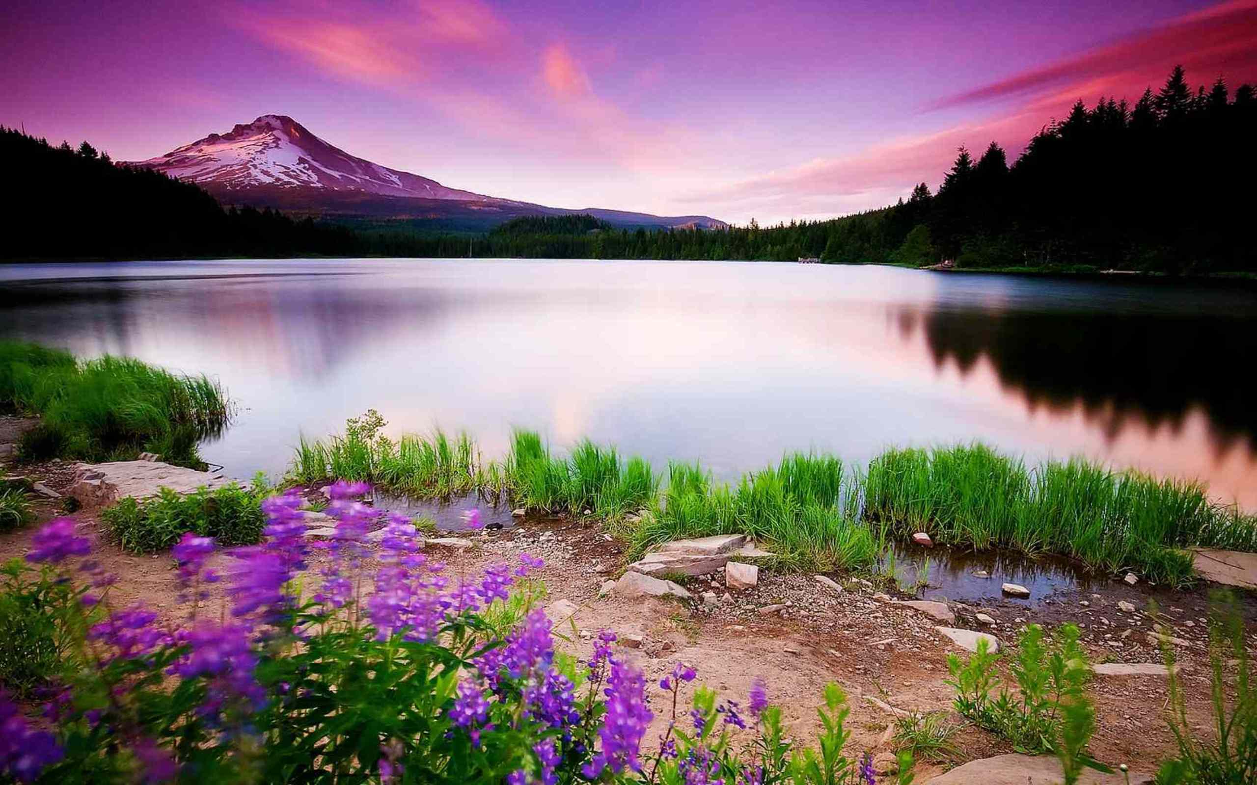 Wallpaper Purple Flowers Near Lake During Sunset, Background Free Image