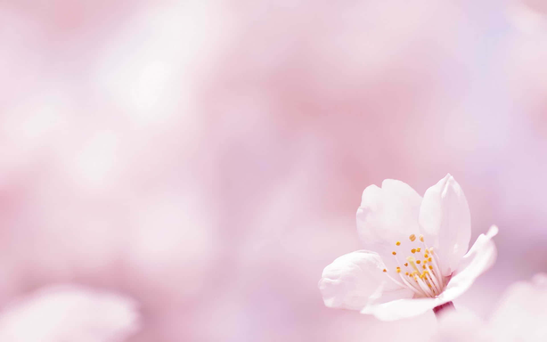 Download Simple Spring Wallpaper