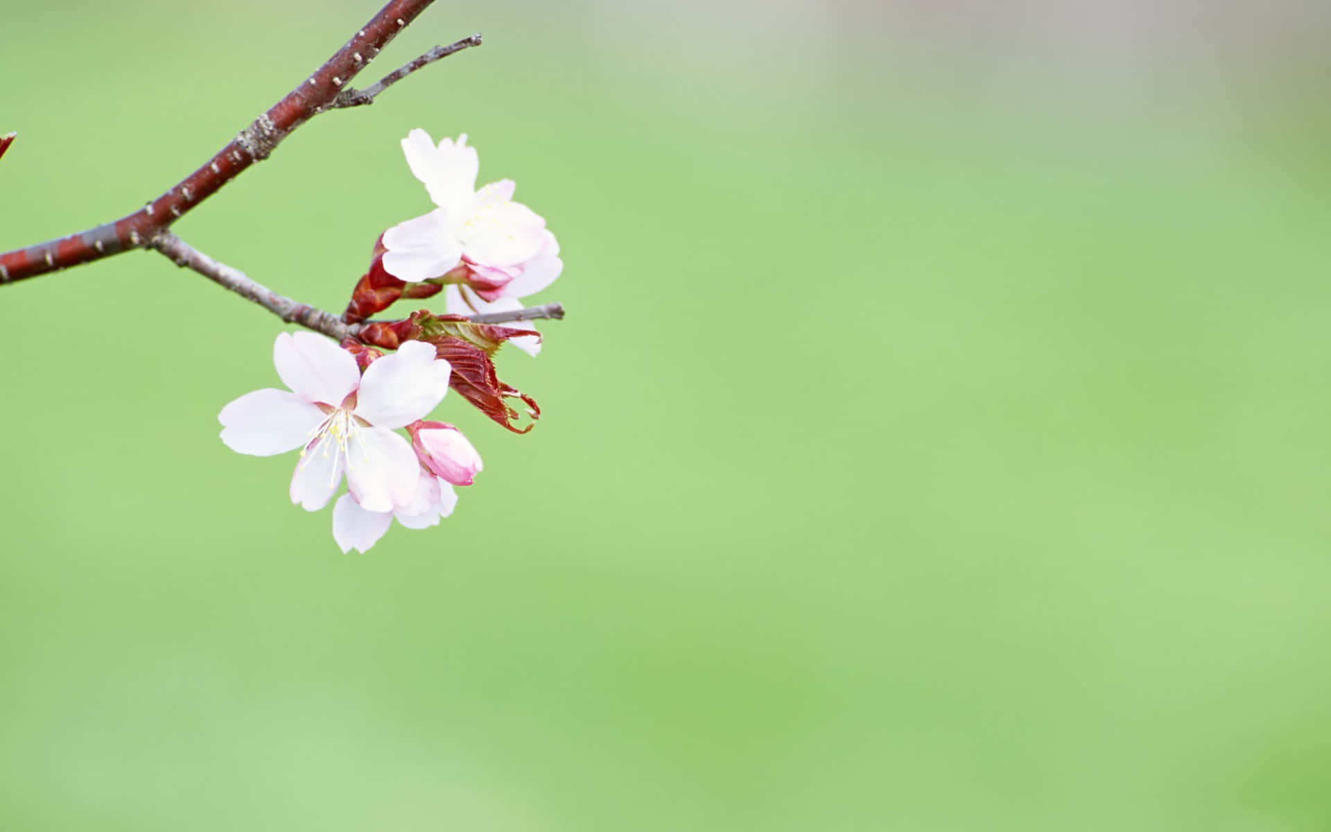 Download Simple Spring Wallpaper