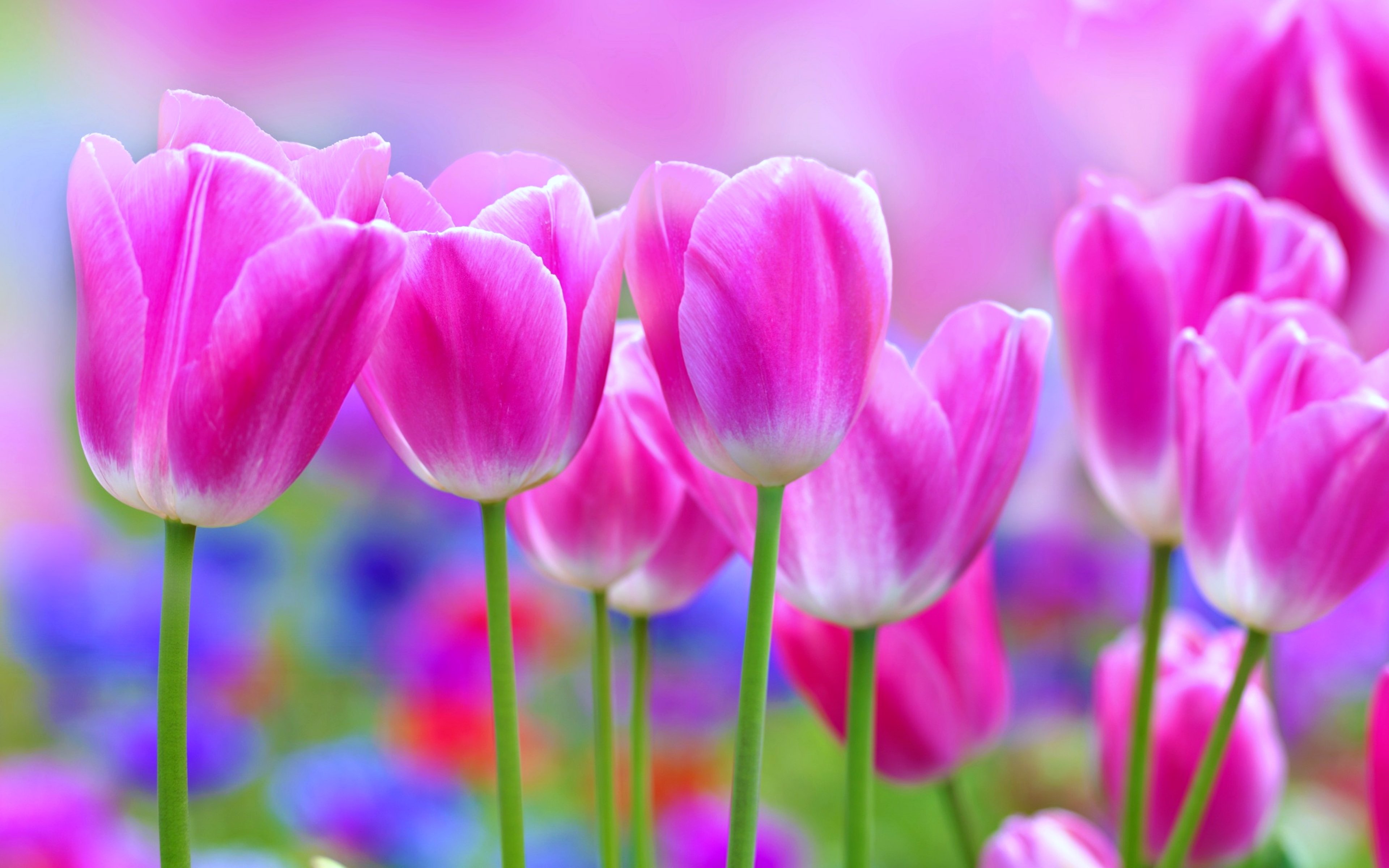 Wallpaper, 3840x2400 px, flowers, garden, landscape, love, nature, romantic, roses, spring, tulips 3840x2400