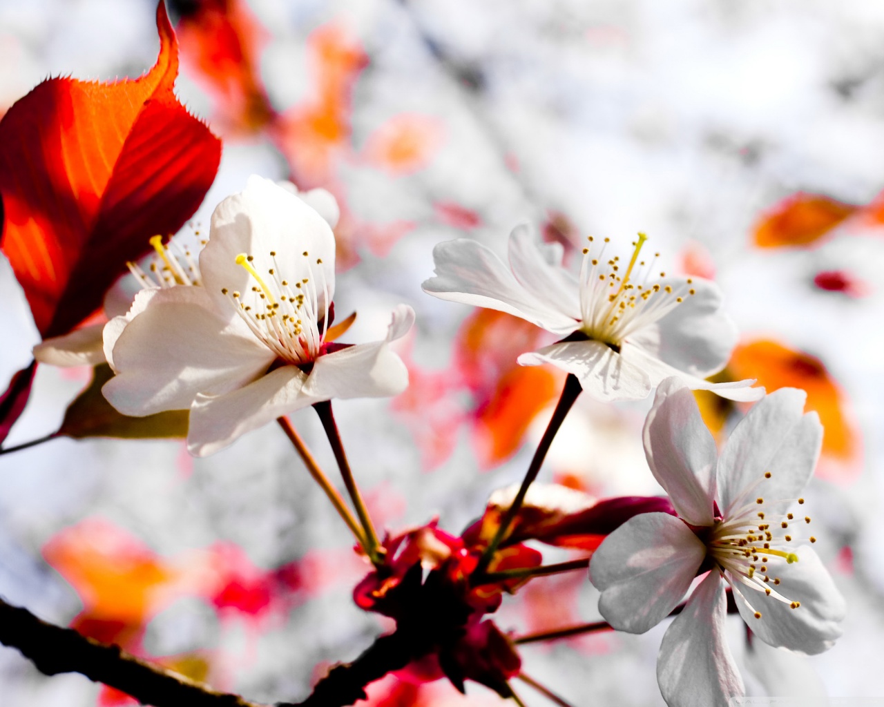 Basic Spring Wallpapers - Wallpaper Cave