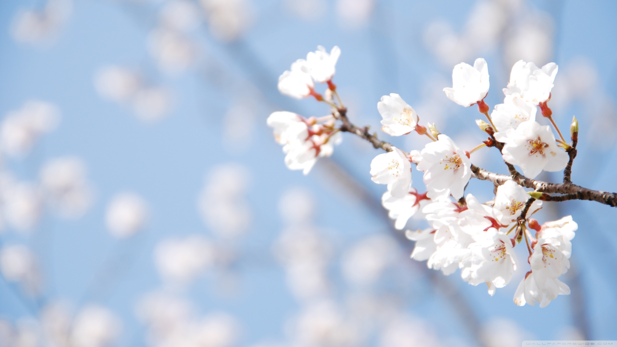 Cherry Blossom And Blue Sky Ultra HD Desktop Background Wallpaper for 4K UHD TV, Multi Display, Dual Monitor, Tablet