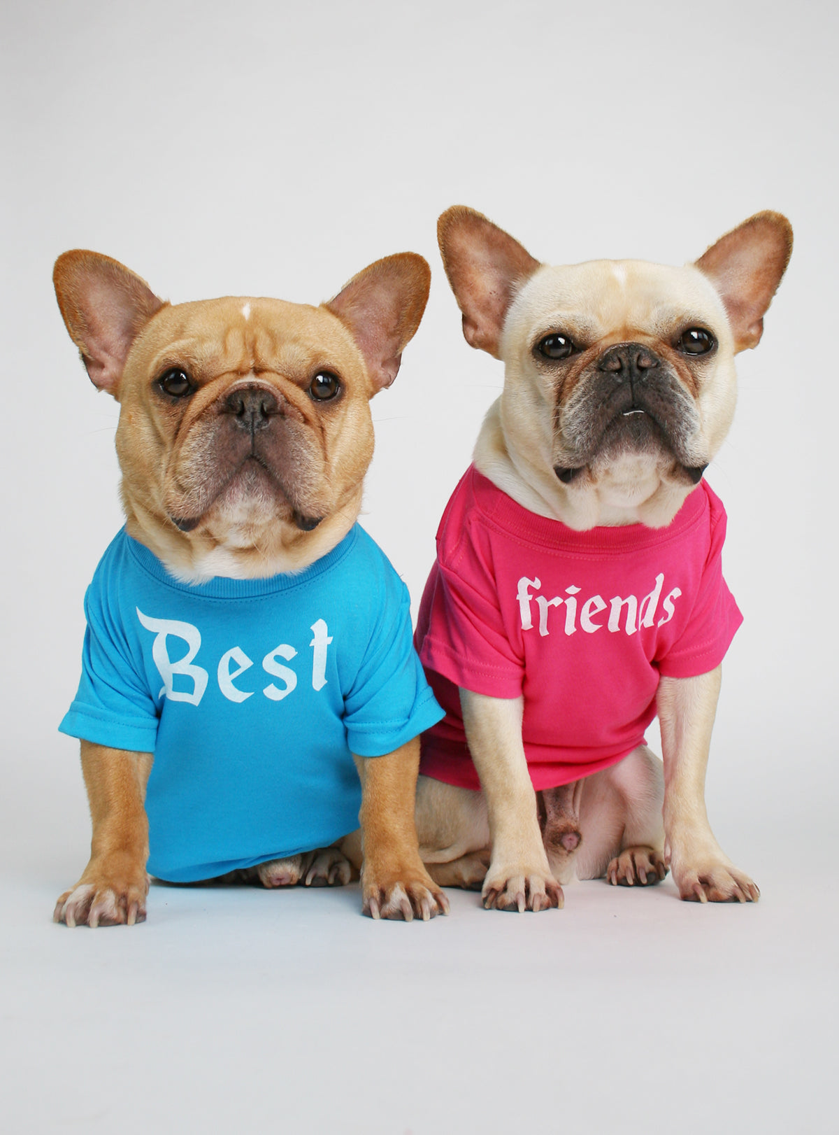 Dog Best Friends Wallpapers - Wallpaper Cave