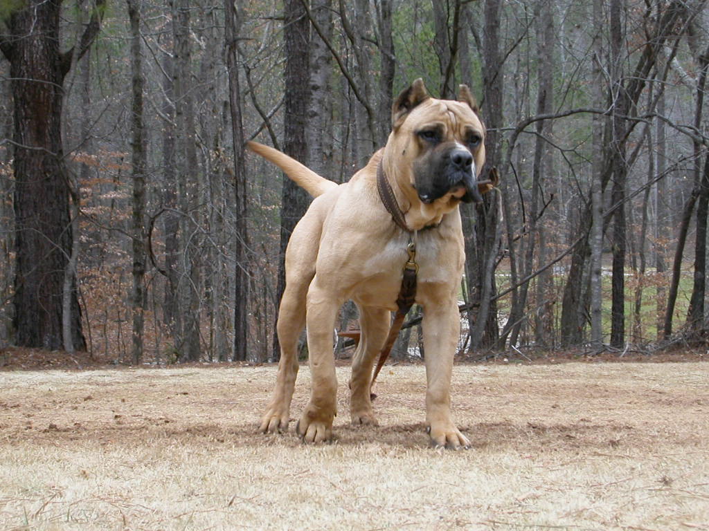 Perro De Presa Canario Wallpapers - Wallpaper Cave