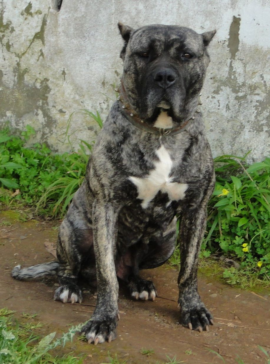 Perro De Presa Canario Wallpapers - Wallpaper Cave