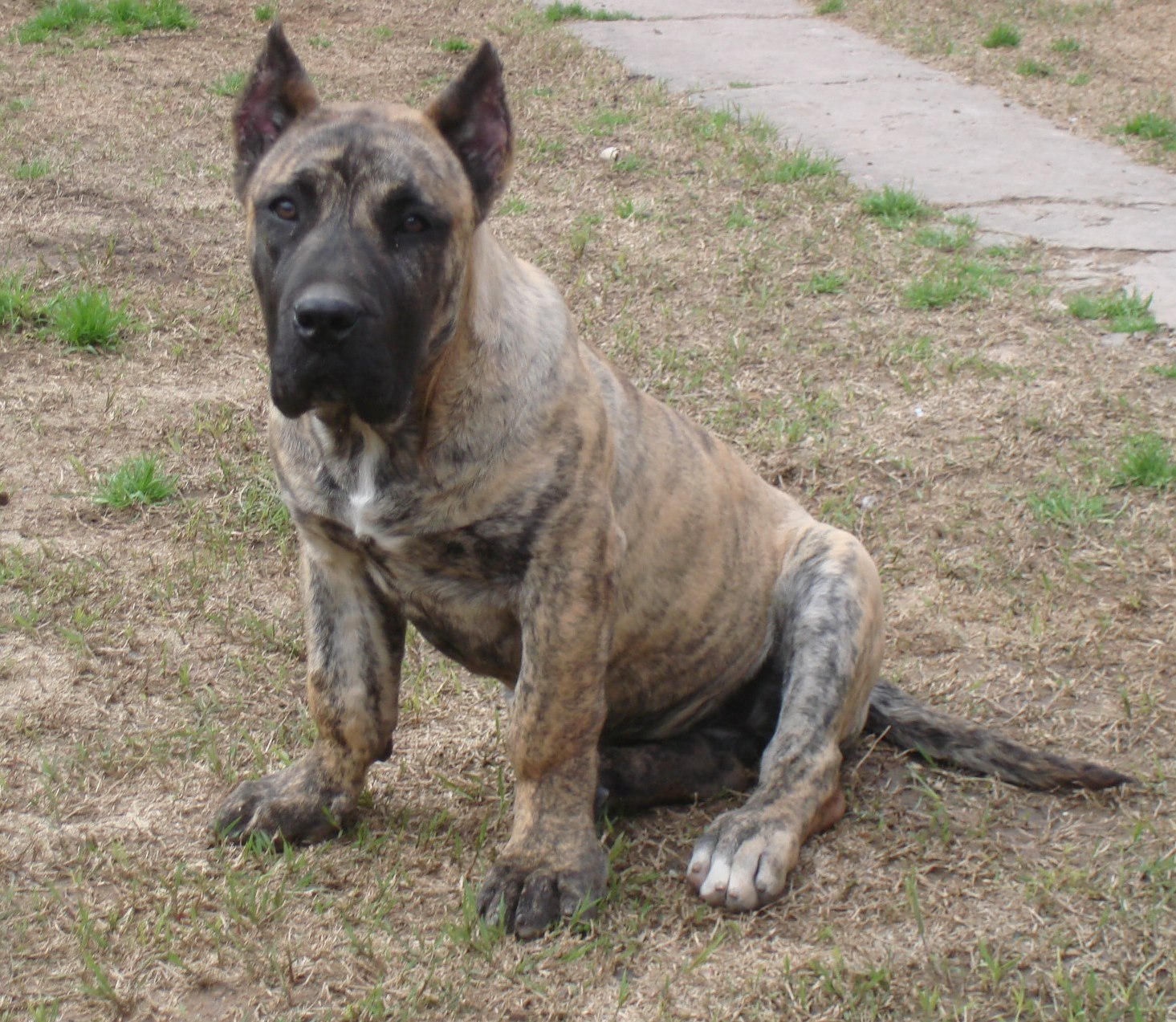 Perro de Presa Canario. AKC dog breeds