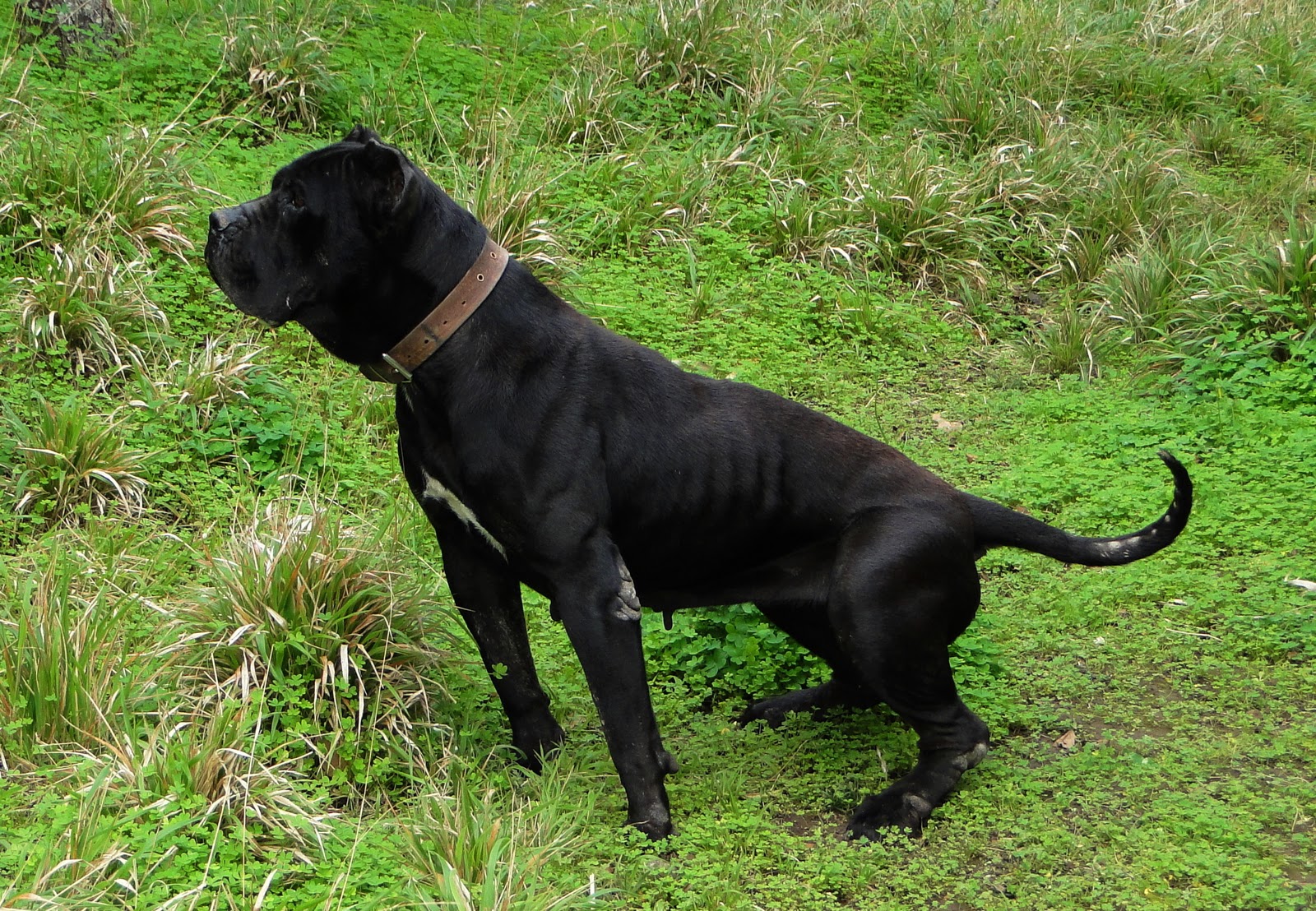 Black Perro de Presa Canario dog photo and wallpaper. Beautiful Black Perro de Presa Canario dog picture