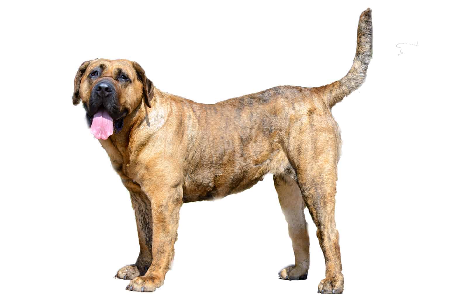 Perro De Presa Canario Wallpapers - Wallpaper Cave