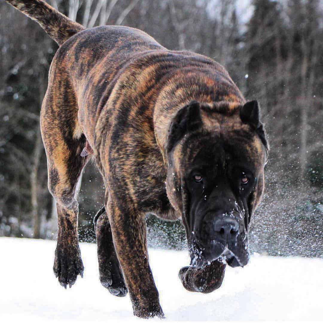 Facts You Need to Know Before Buying a Presa Canario