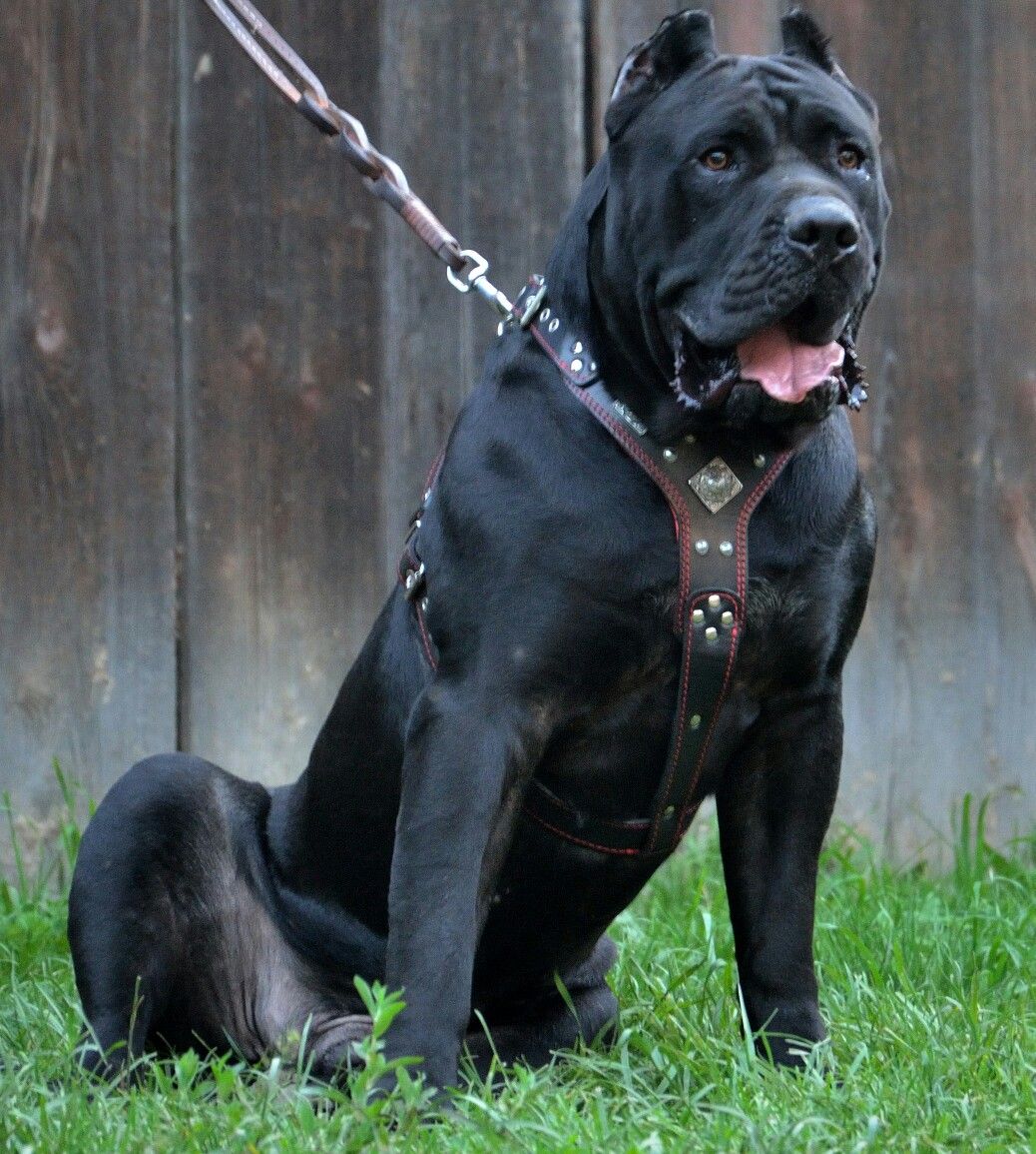 Presa Canario Info, Temperament, Puppies, Picture