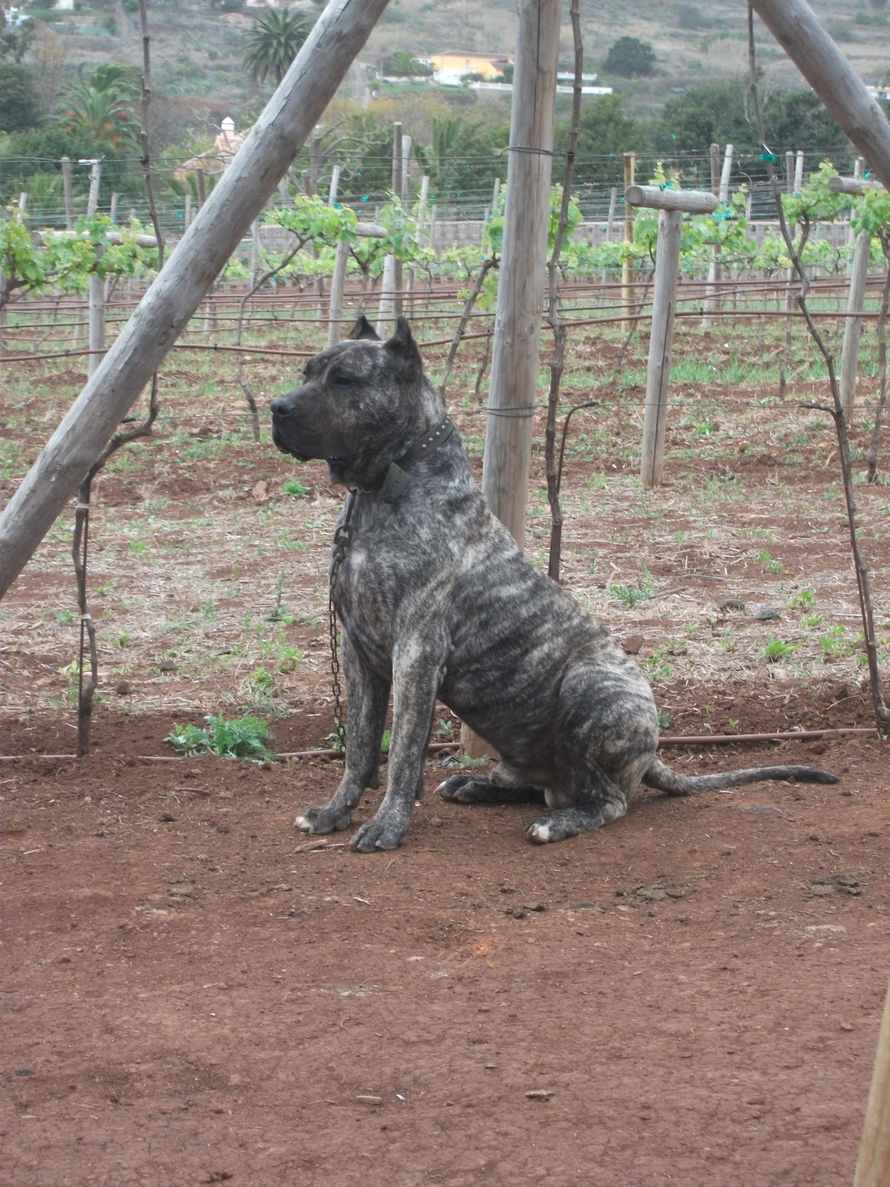 Lovely Perro de Presa Canario photo and wallpaper. Beautiful Lovely Perro de Presa Canario picture