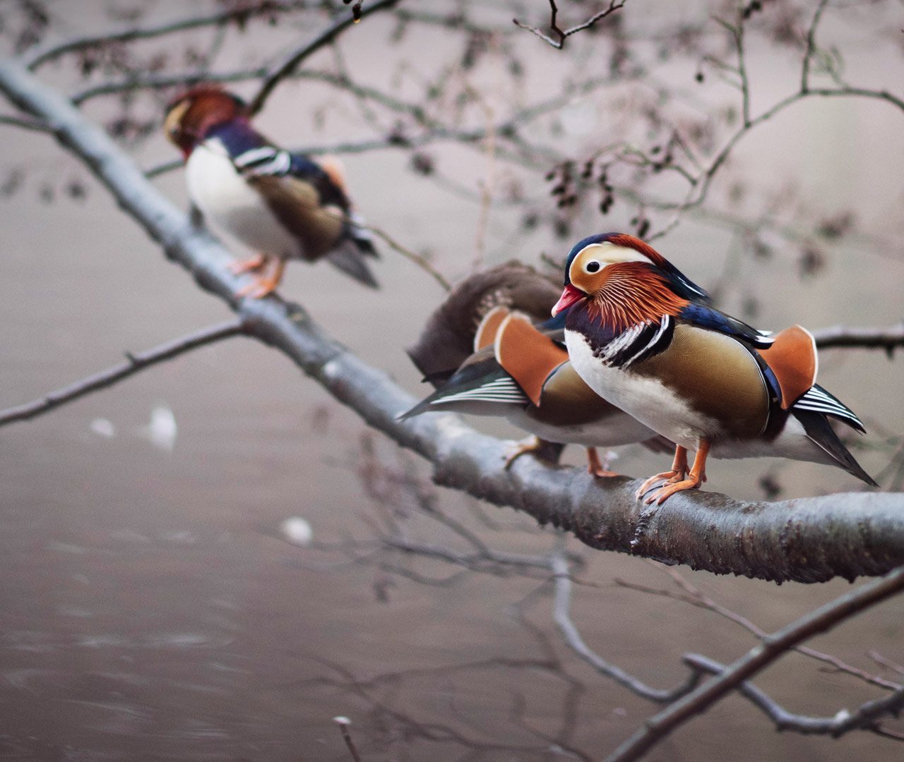 Mandarin Ducks UK