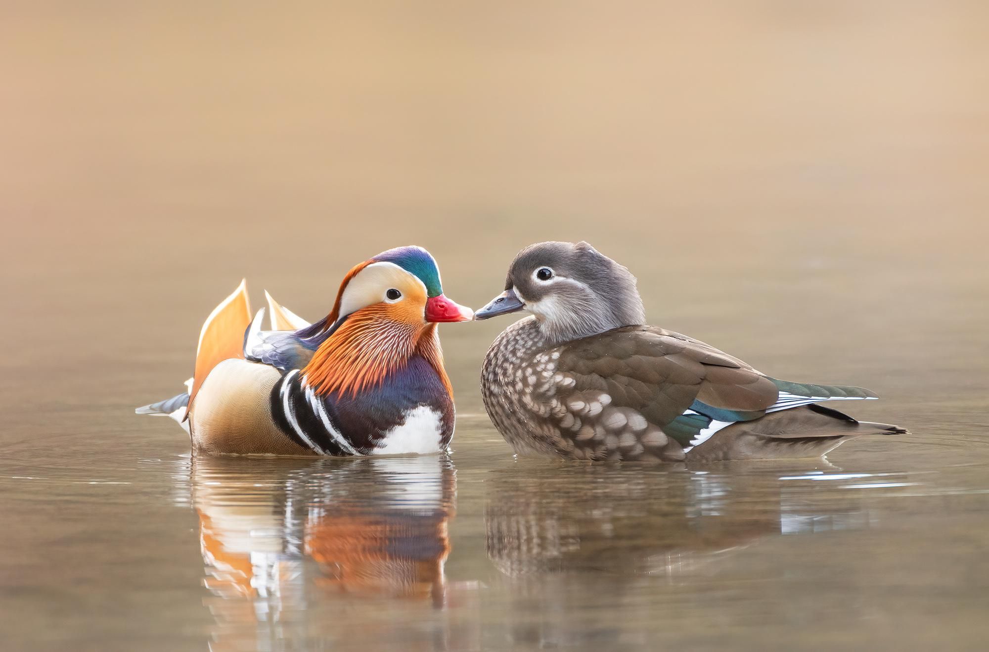 Mandarin Ducks Wallpapers - Wallpaper Cave, image size:2000x1318