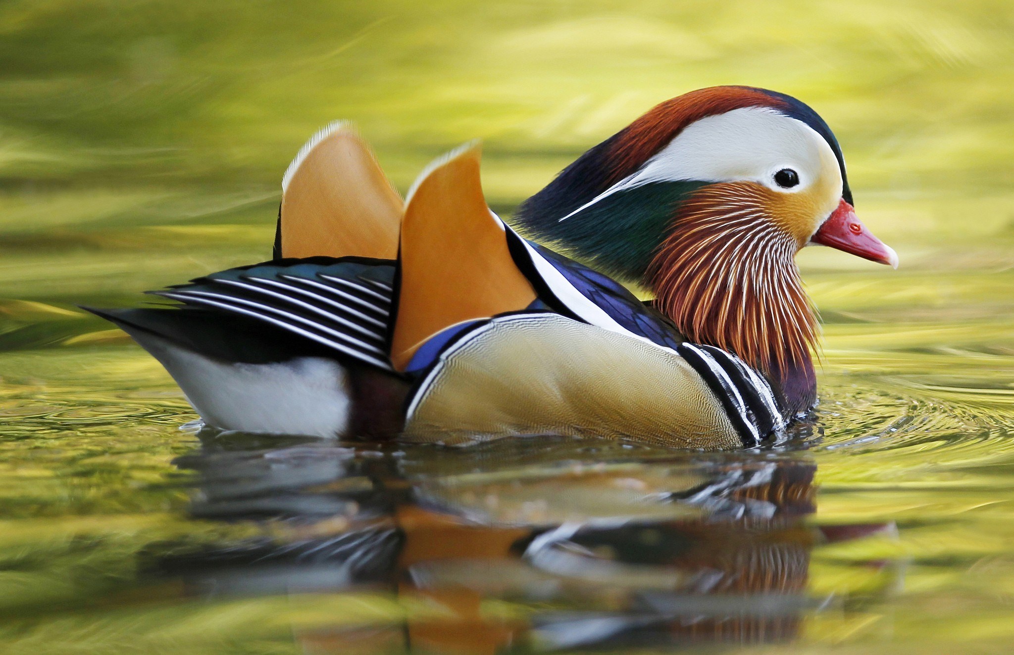 mandarin duck 1080P, 2k, 4k HD wallpaper, background free download