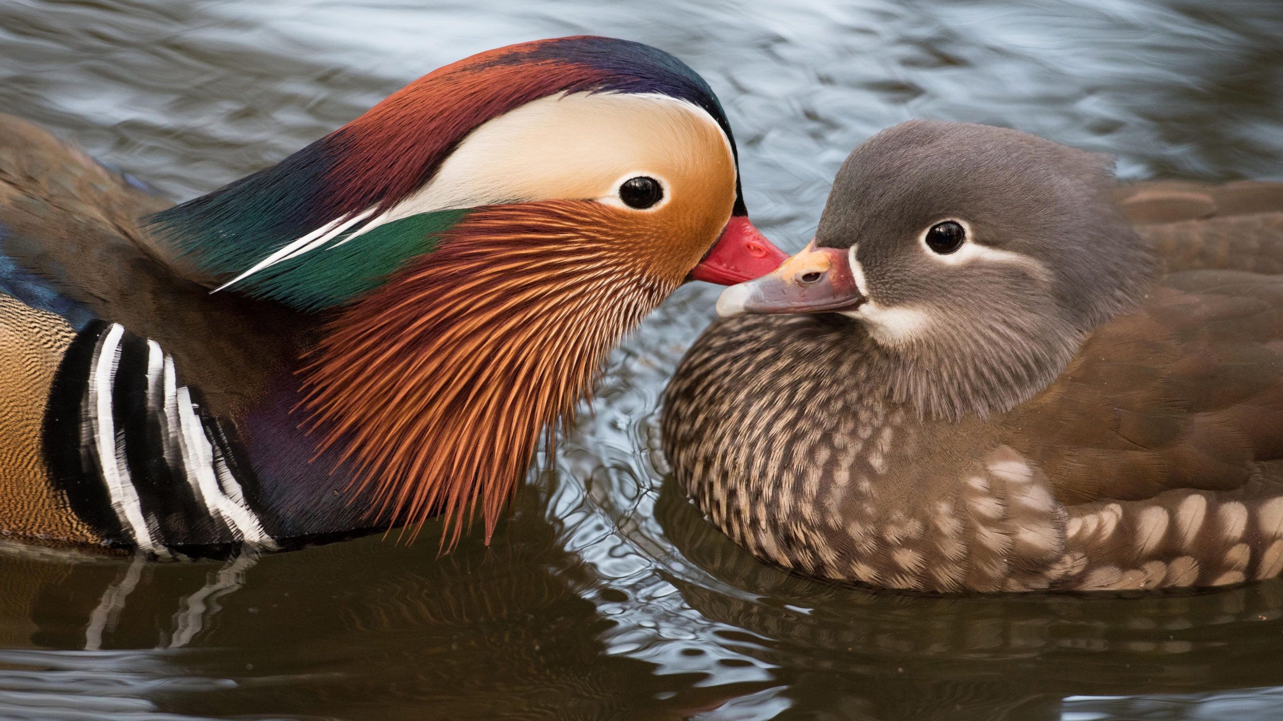 Mandarin Duck Wallpaper 07 Top Free Mandarin Duck Image For Android. Mandarin duck, Duck wallpaper, Simple watercolor flowers