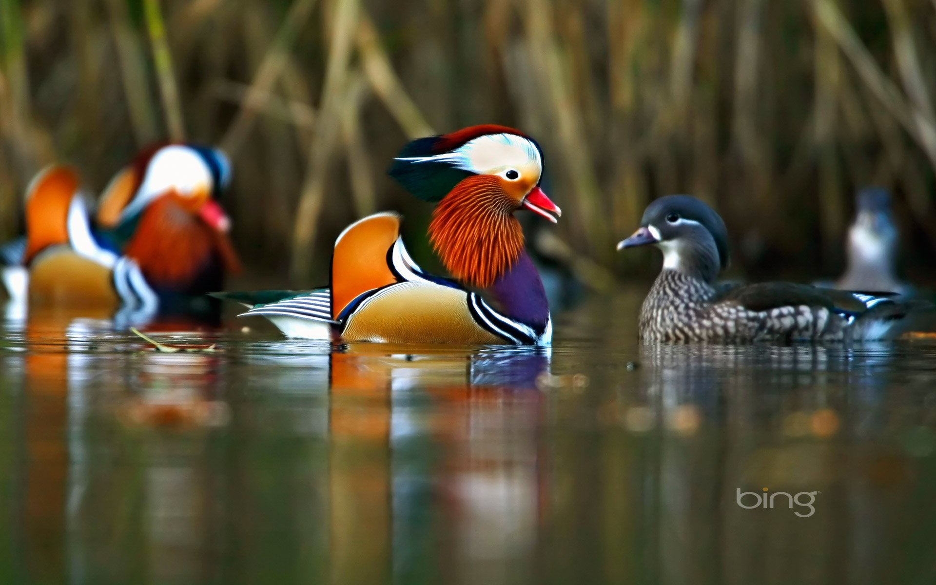 mandarin, Duck, Bird, Ducks, 45 Wallpaper HD / Desktop and Mobile Background