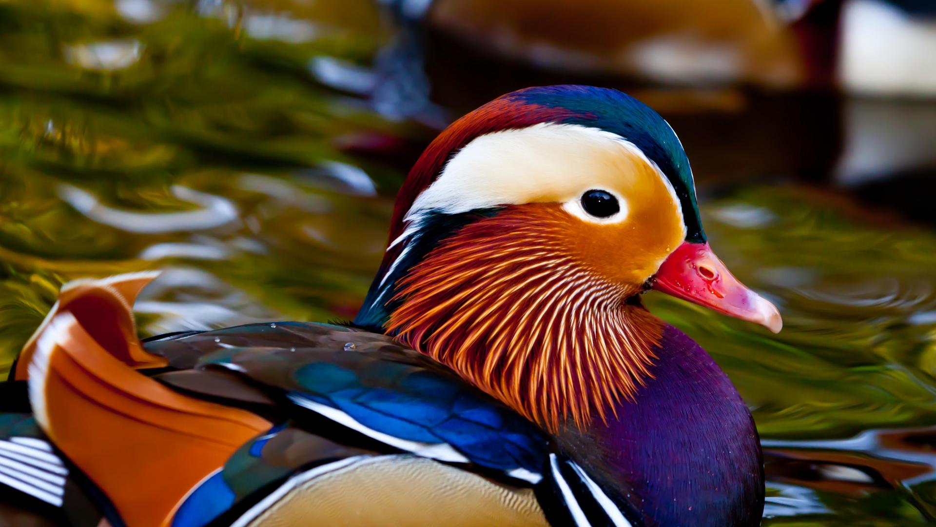 Free download Mandarin Duck Wallpaper and Background Image stmednet [1920x1080] for your Desktop, Mobile & Tablet. Explore Duck Wallpaper. Daisy Duck Wallpaper, Duck Hunting Background, Daffy Duck Wallpaper