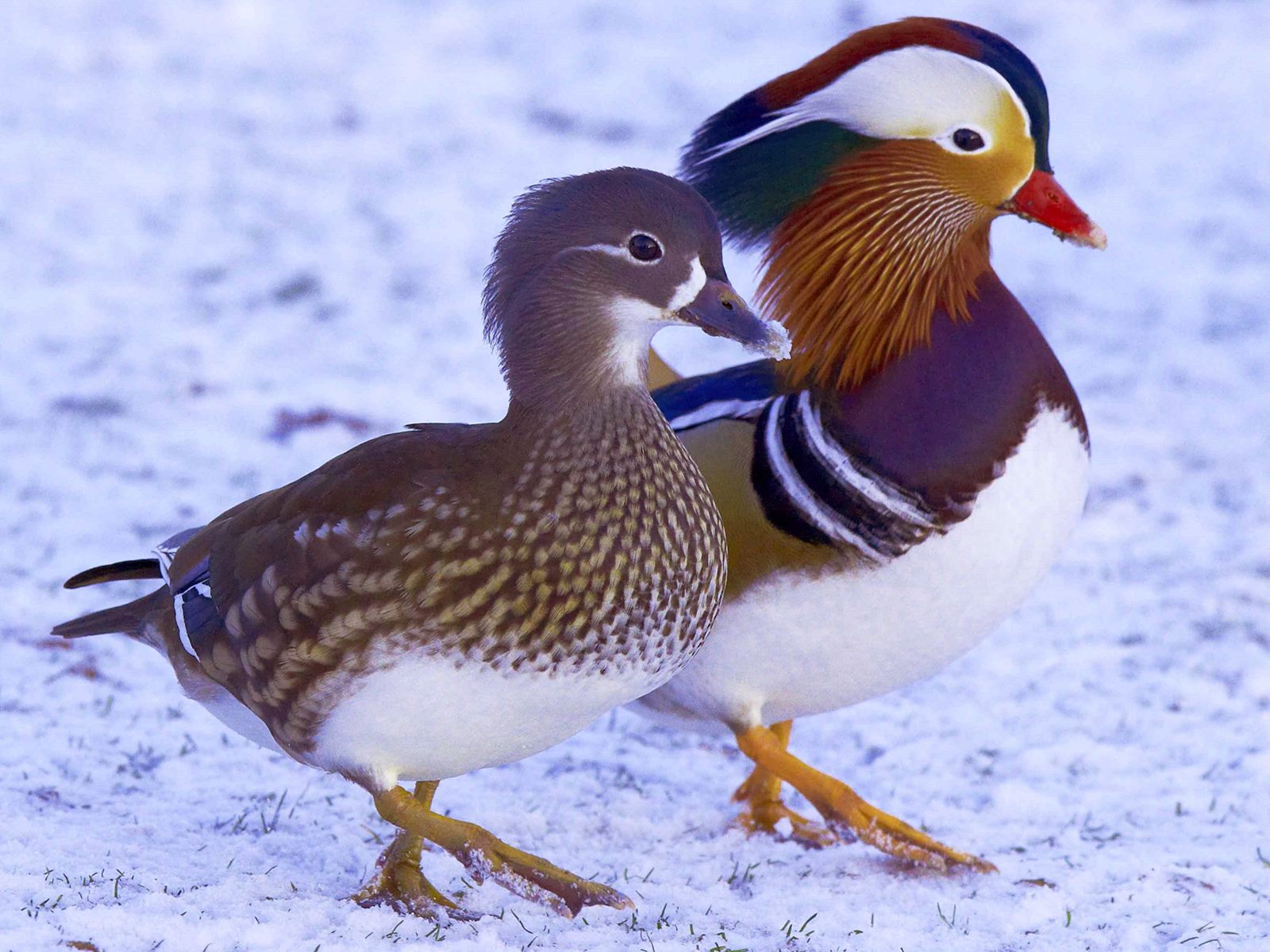 Mandarin Duck Pair Wallpaper