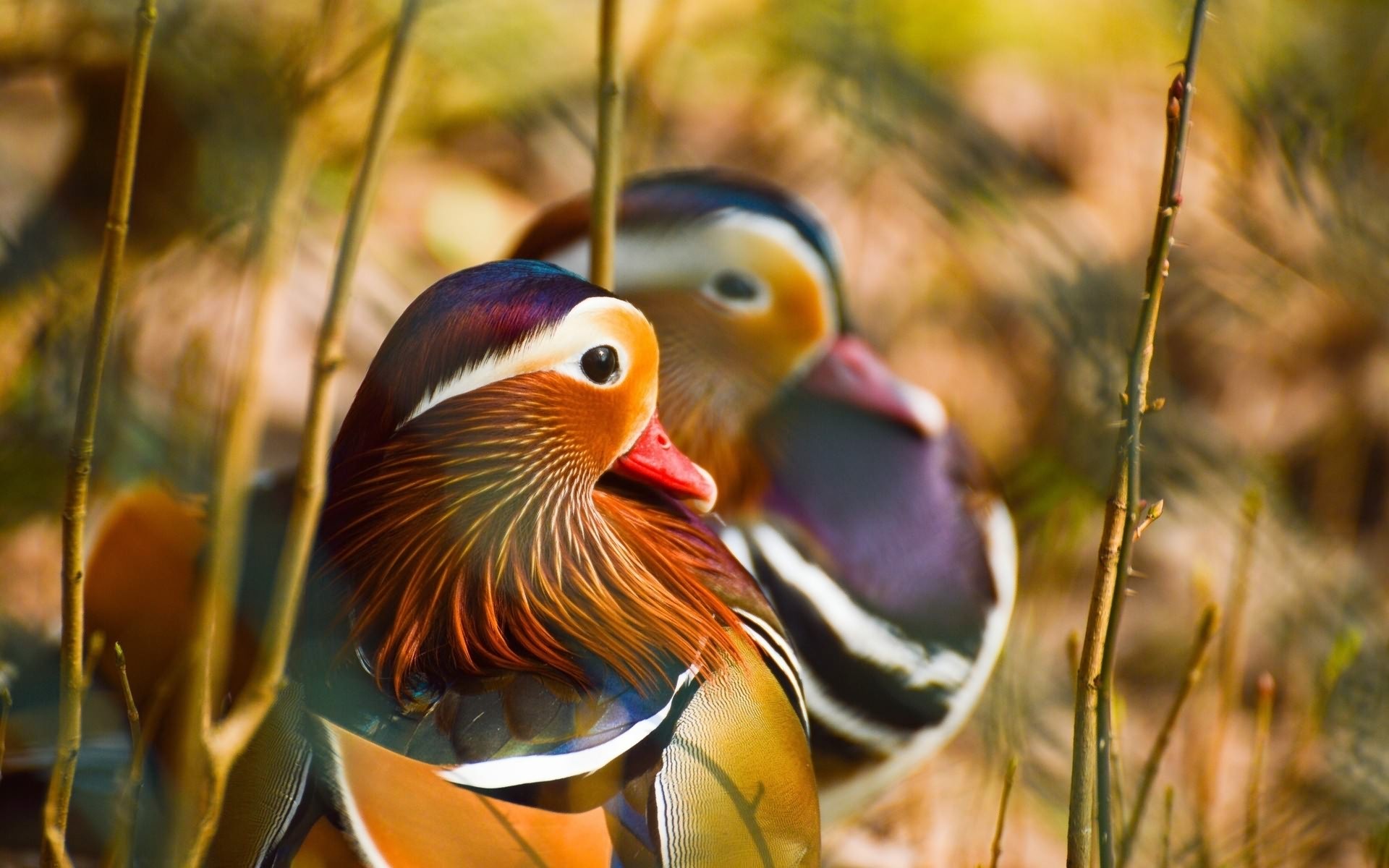 Mandarin Duck HD Wallpaper