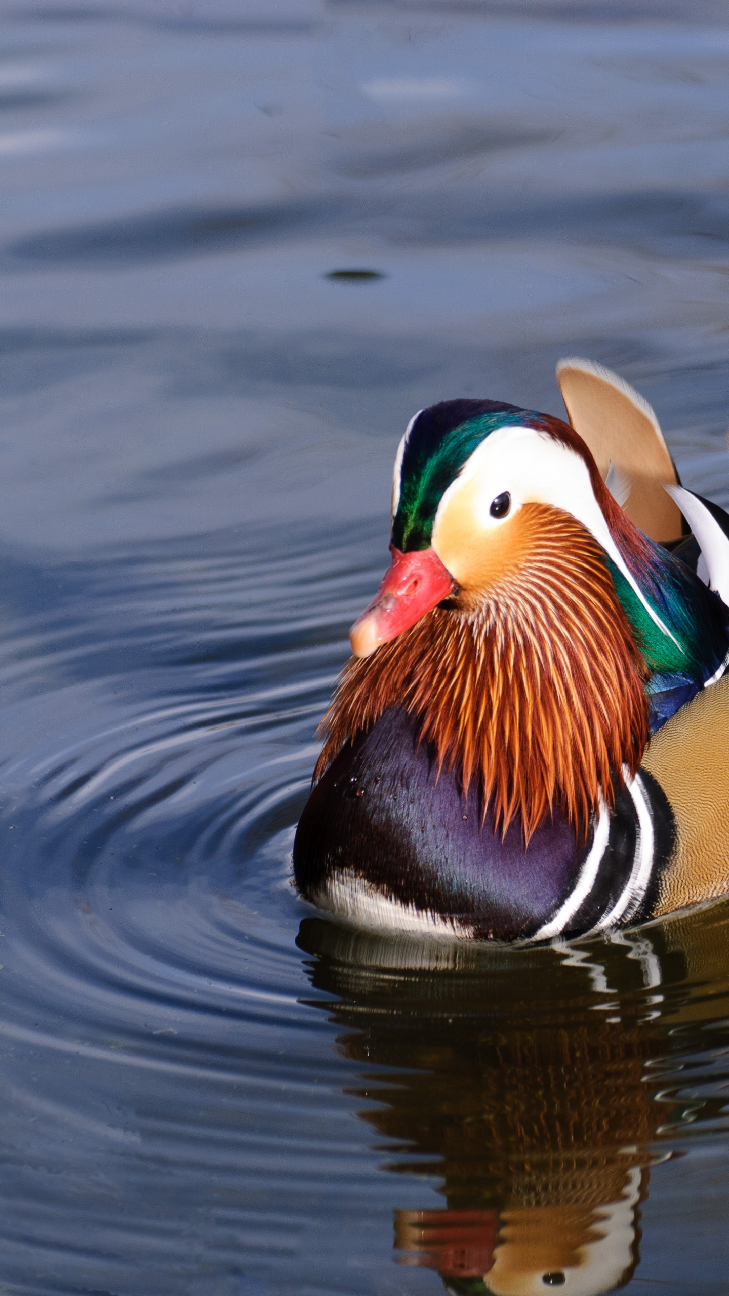 Wallpaper mandarin duck, china, water, lake, tourism, animal, bird, Animals