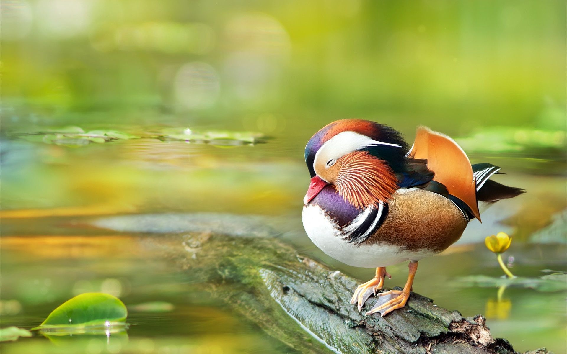Mandarin Duck Wallpaper 48 Best Free Mandarin Duck Picture For iPhone. Duck picture, Beautiful photography, Duck wallpaper