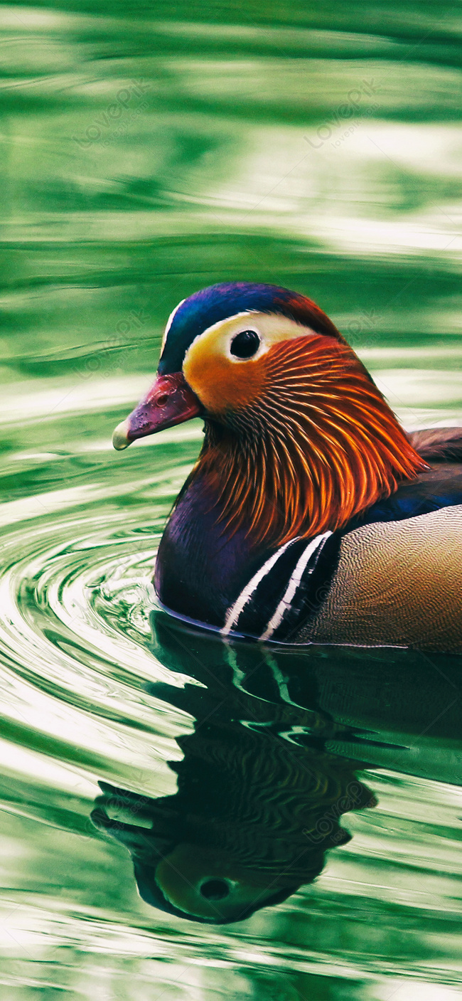 Mandarin Ducks Wallpapers - Wallpaper Cave